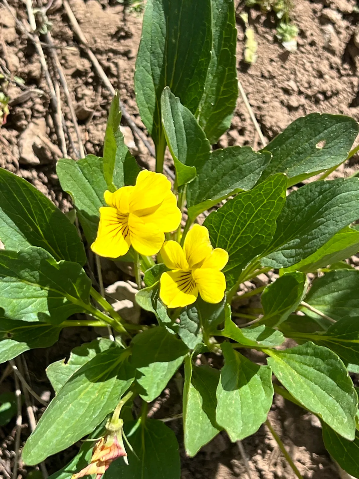 Upland yellow violet (Viola praemorsa)