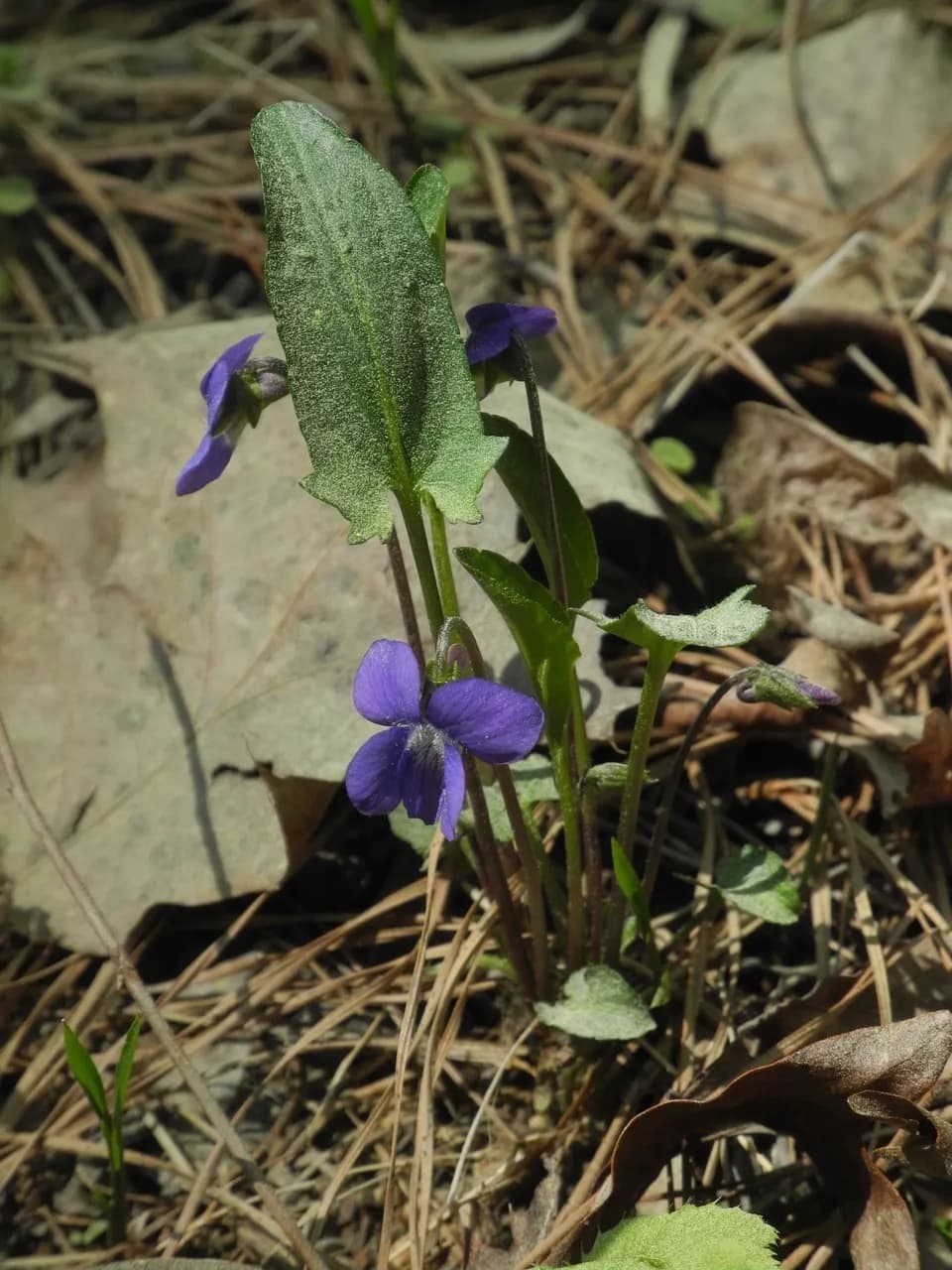 Fringed Violet (Viola sagittata)