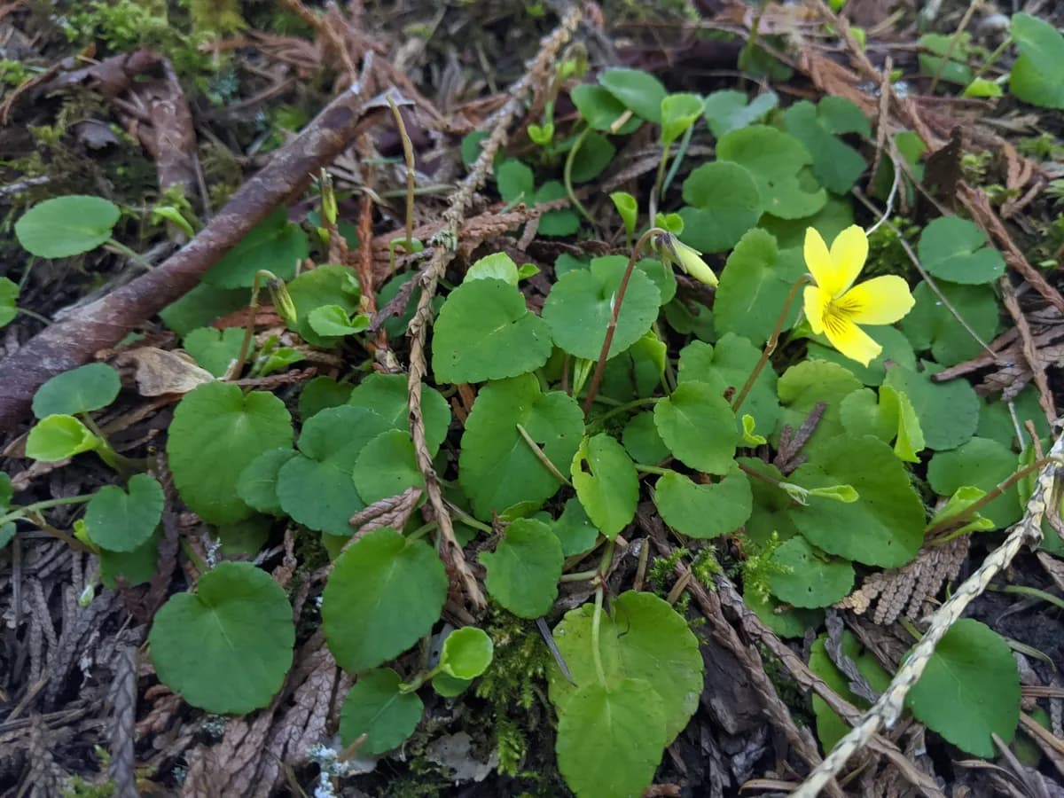 Evergreen violet (Viola sempervirens)
