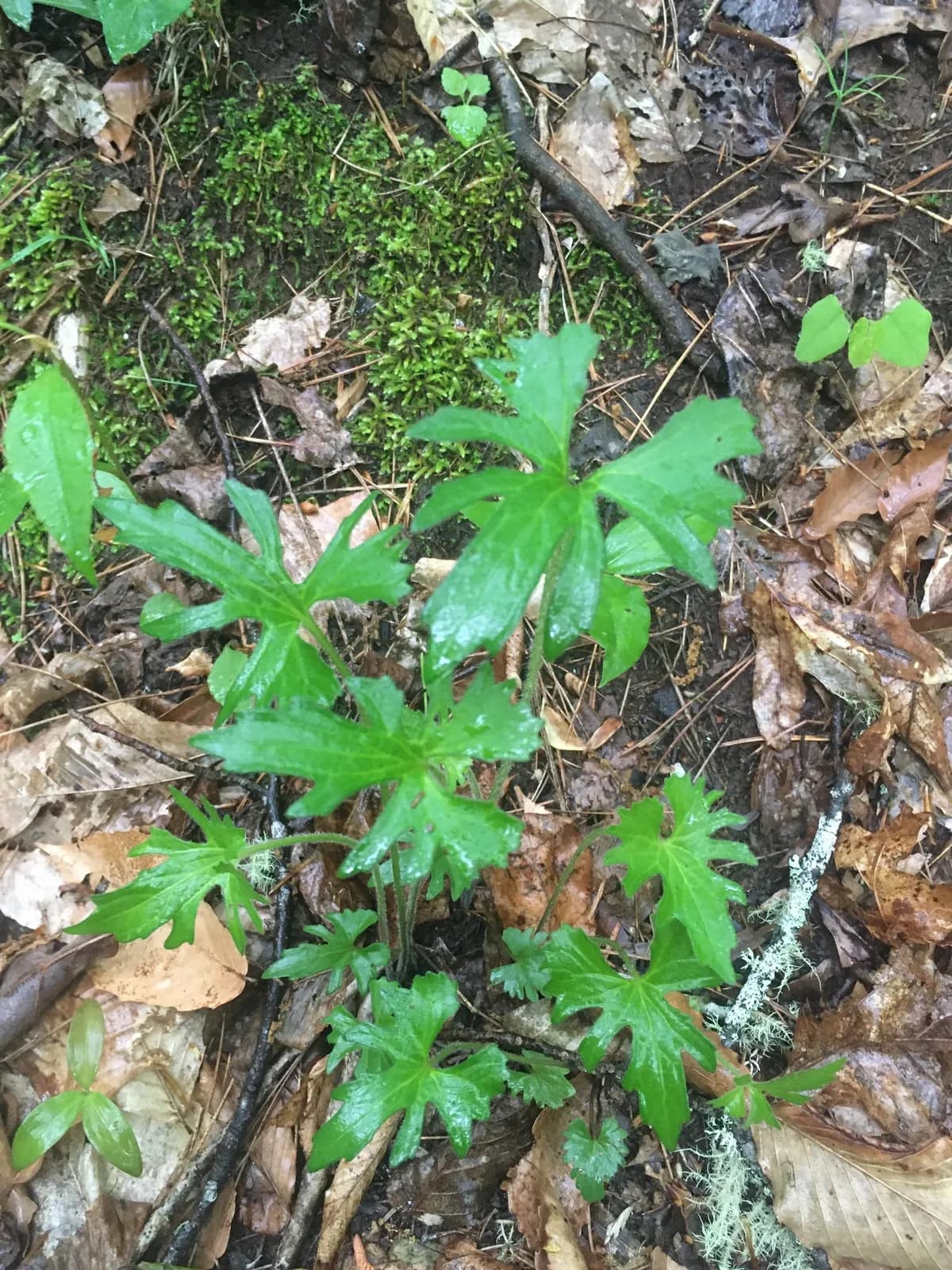 Wavy-leaved violet (Viola subsinuata)