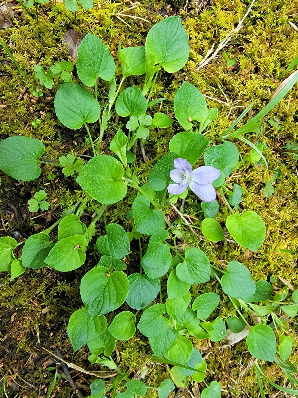 Walter's violet (Viola walteri)
