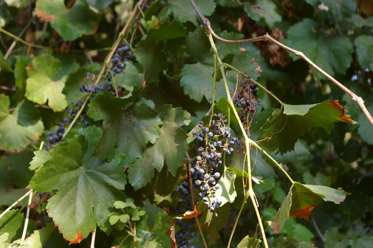 California wild grape (Vitis californica)