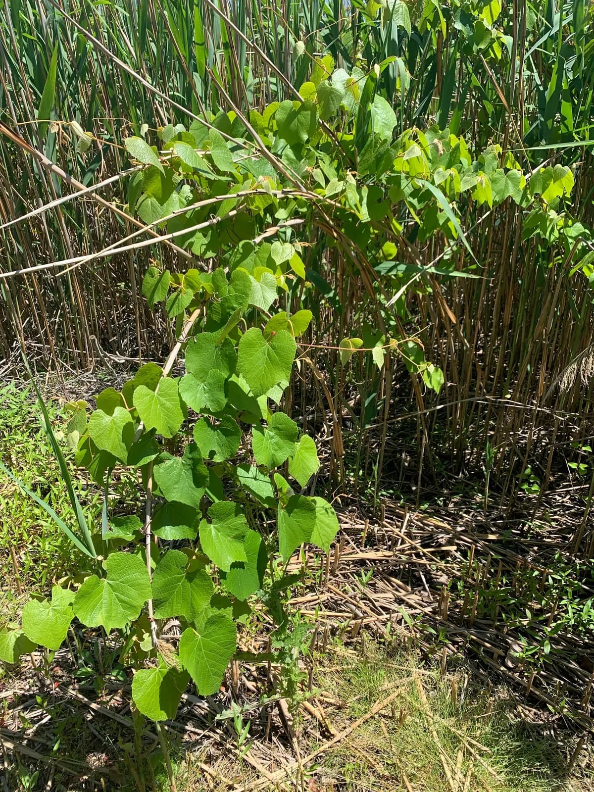 Fox grape (Vitis labrusca)