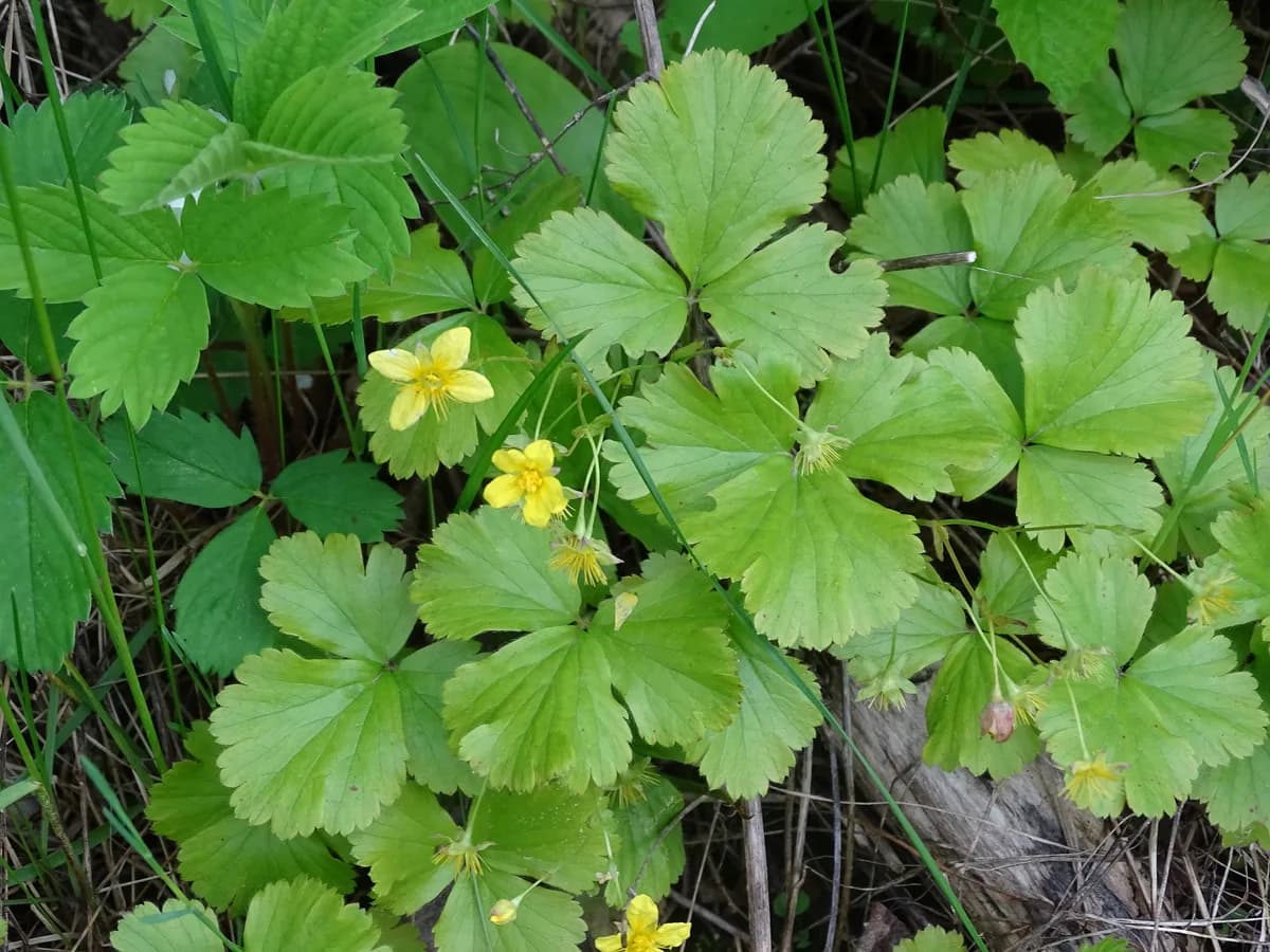 Appalachian barren strawberry (Waldsteinia fragarioides)