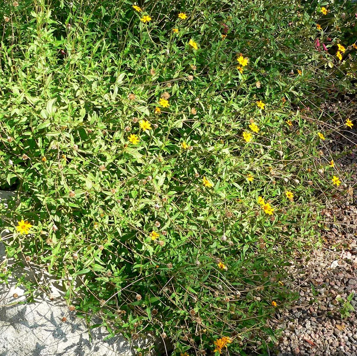 Zexmenia (Wedelia acapulcensis var. hispida)