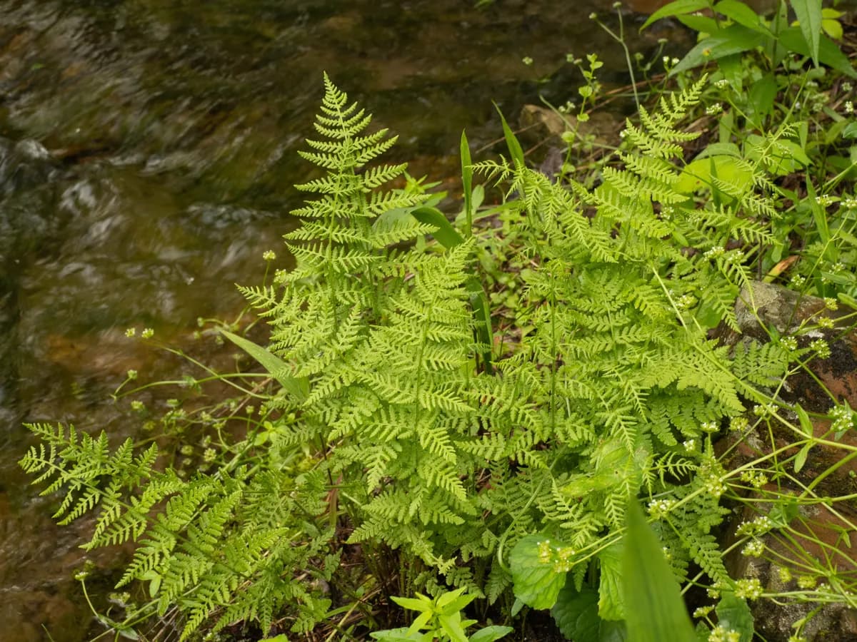 Blunt-lobe woodsia (Woodsia obtusa)