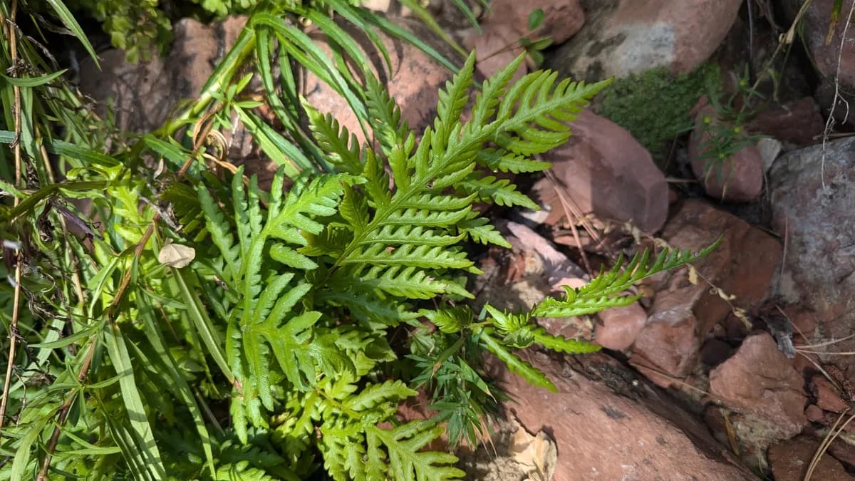 Giant chain fern (Woodwardia fimbriata)
