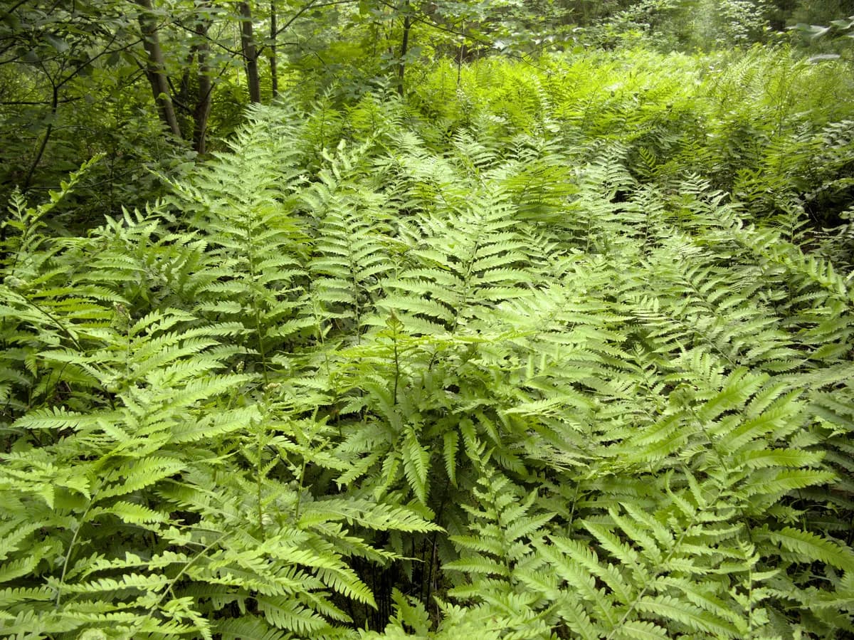 Virginia chain fern (Woodwardia virginica)