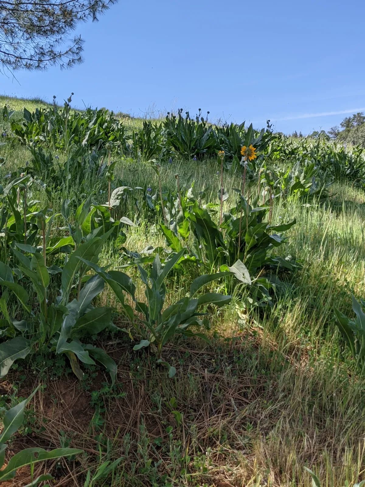 Narrowleaf Mule-ears (Wyethia angustifolia)