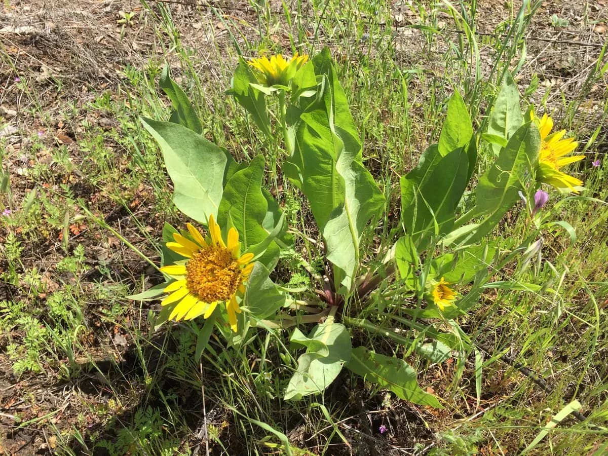 Smooth mule ears (Wyethia glabra)