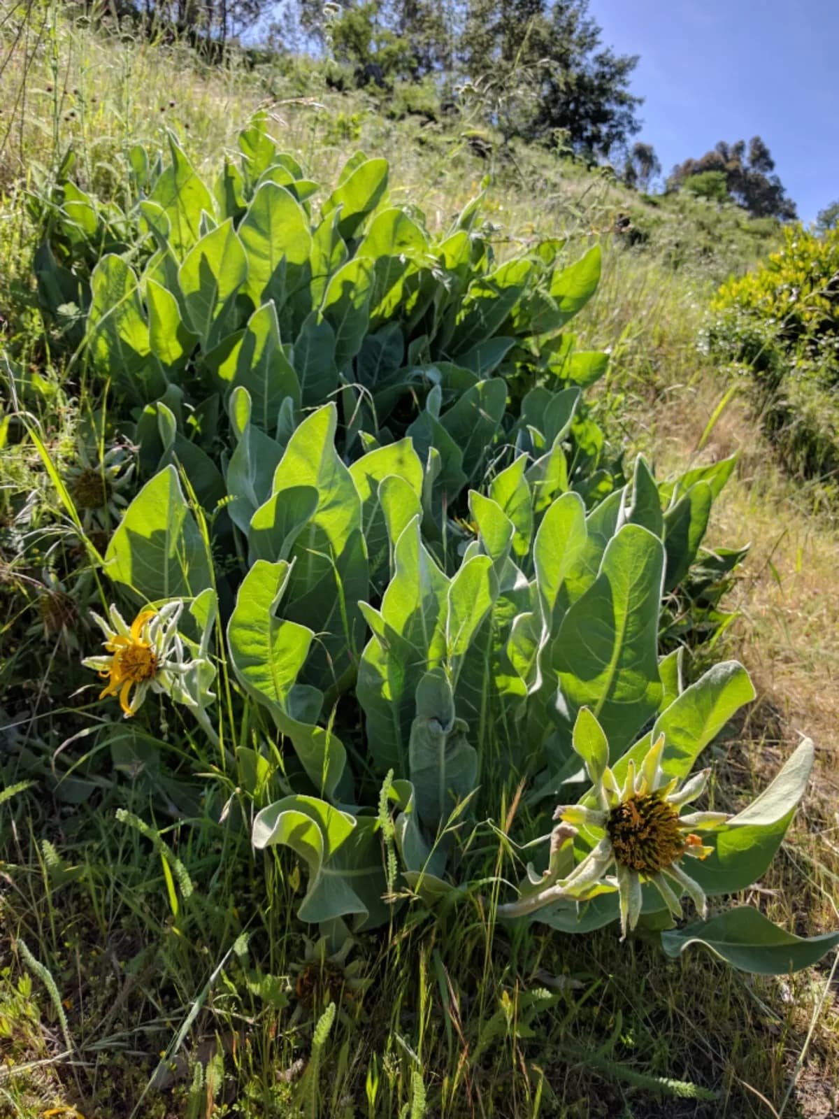 Whitehead mule-ears (Wyethia helenioides)