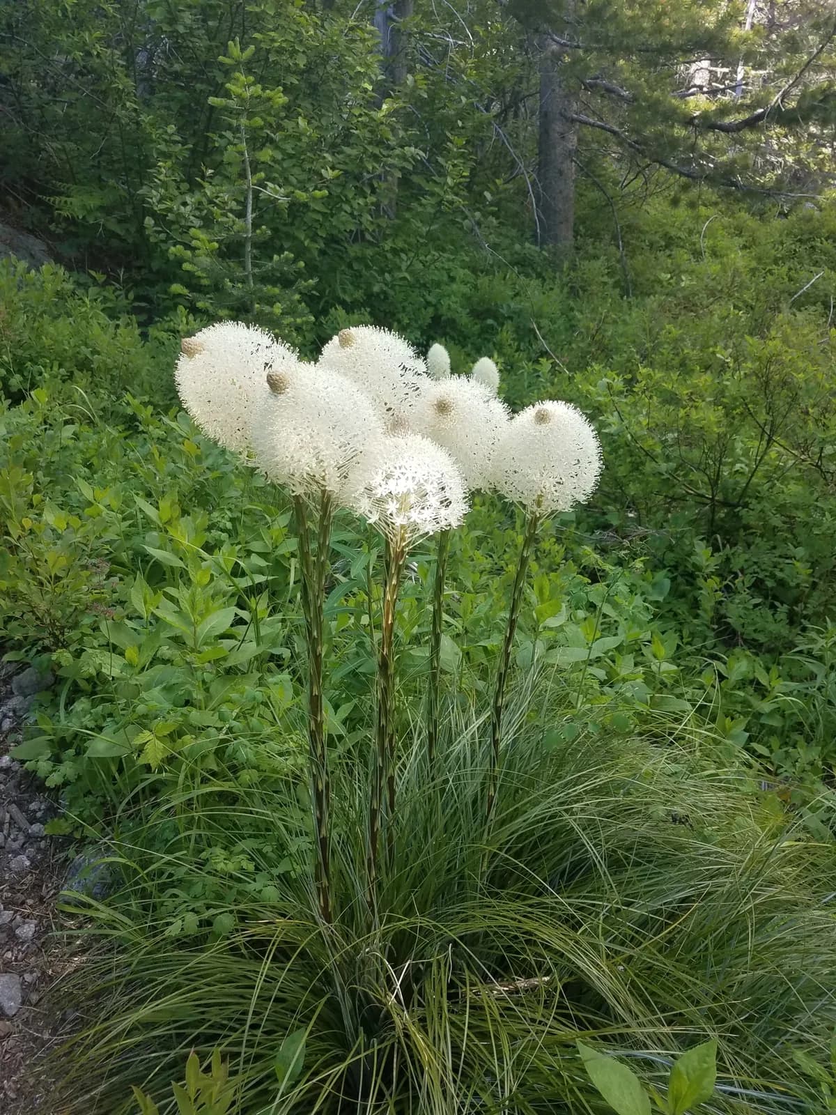 Bear-grass (Xerophyllum tenax)