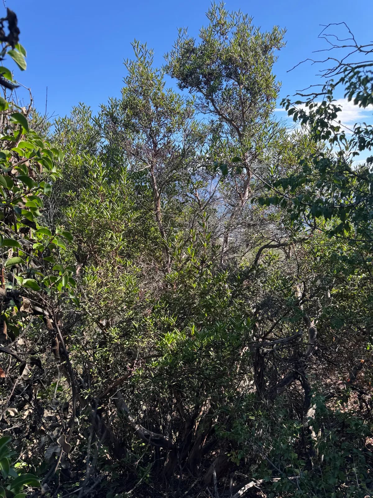 Mission manzanita (Xylococcus bicolor)