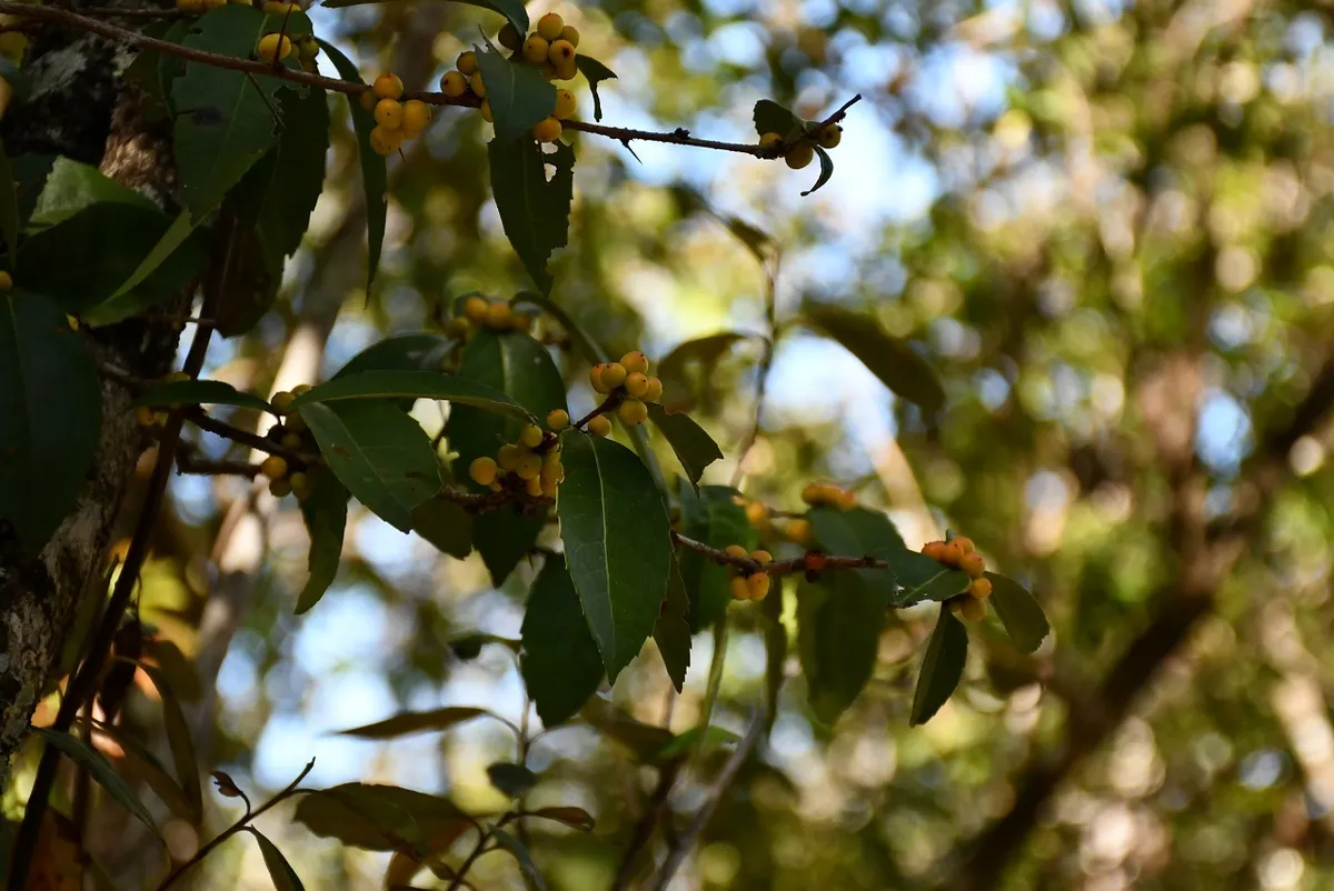 Brushholly (Xylosma flexuosa)
