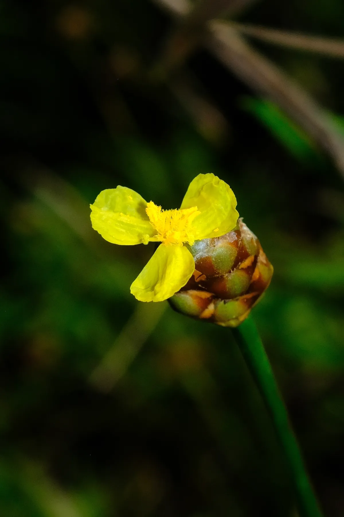 Slender Yelloweyed Grass (Xyris torta)