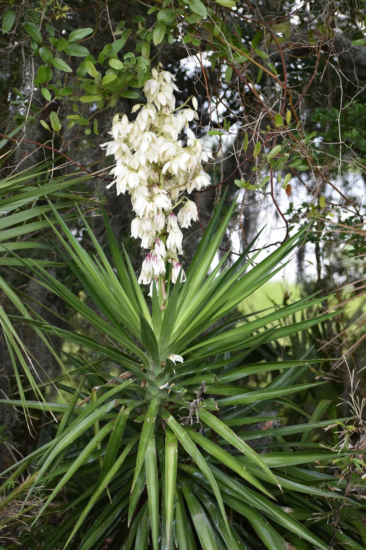 Spanish Dagger (Yucca aloifolia)