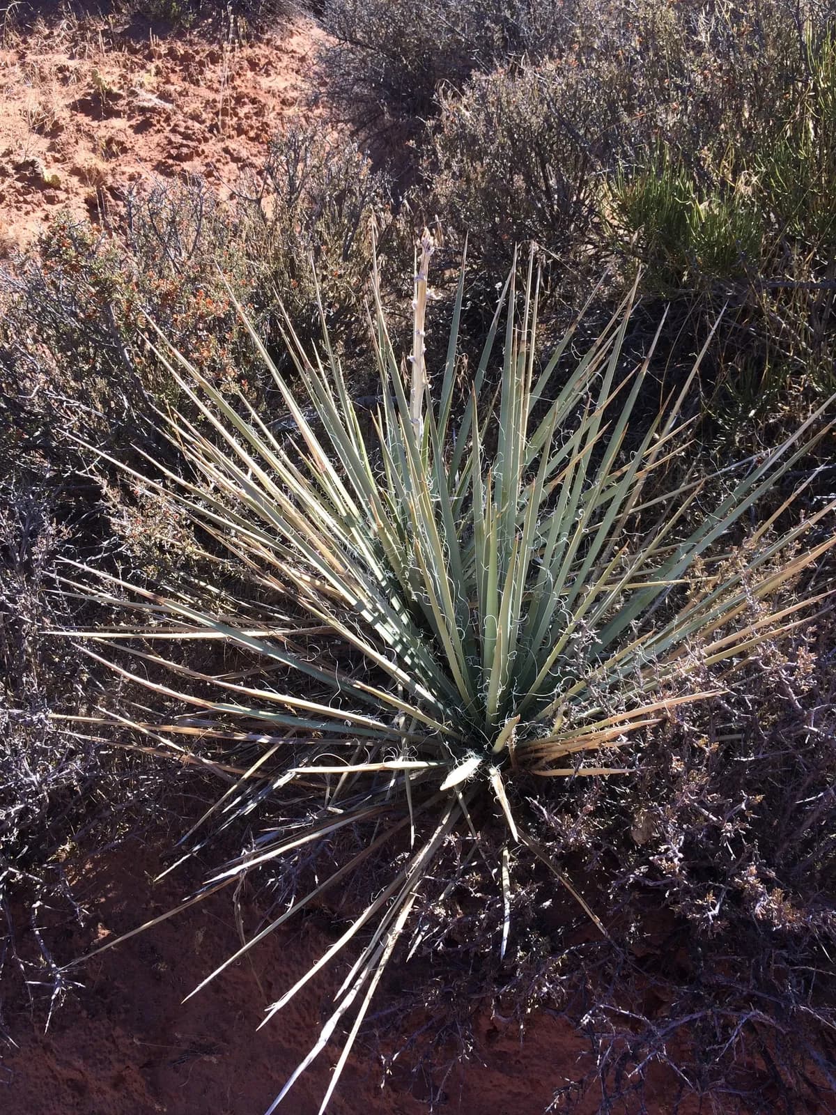 Narrow-leaf yucca (Yucca angustissima)