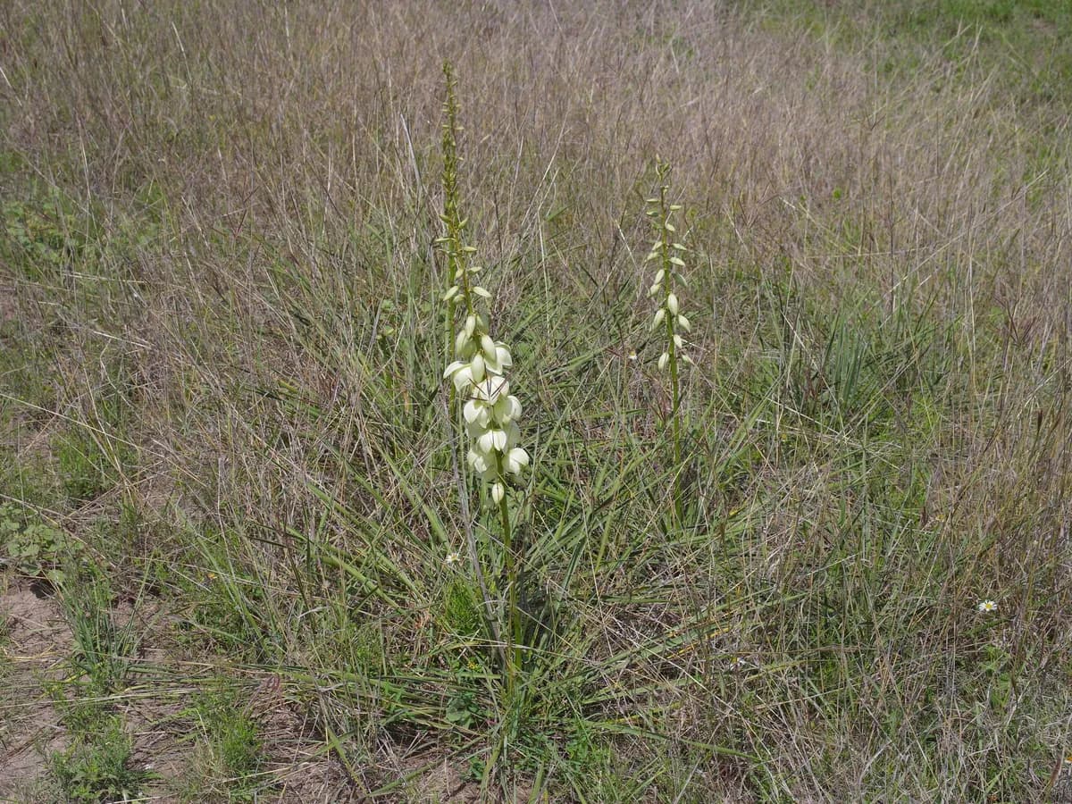Arkansas Yucca (Yucca arkansana)