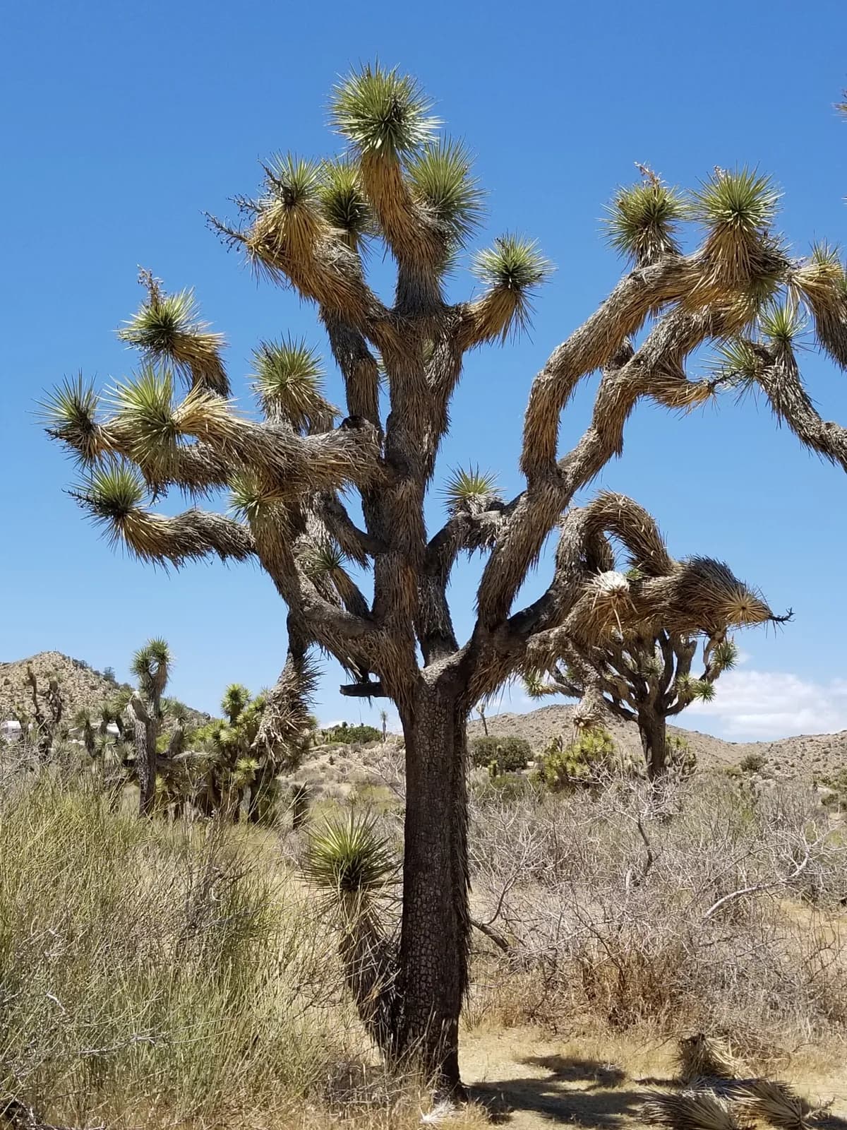 Joshua-tree (Yucca brevifolia)