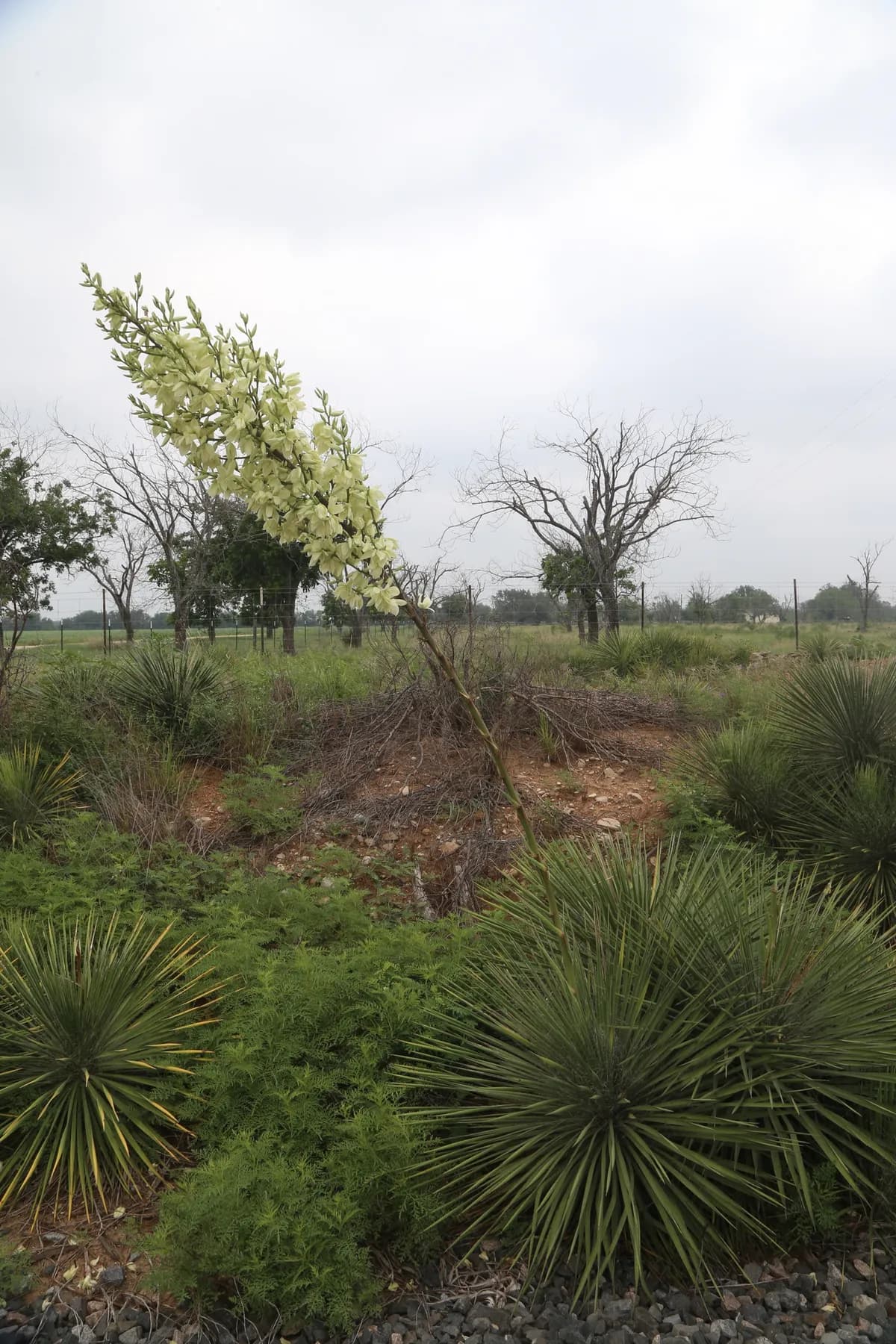 Buckley's Yucca (Yucca constricta)