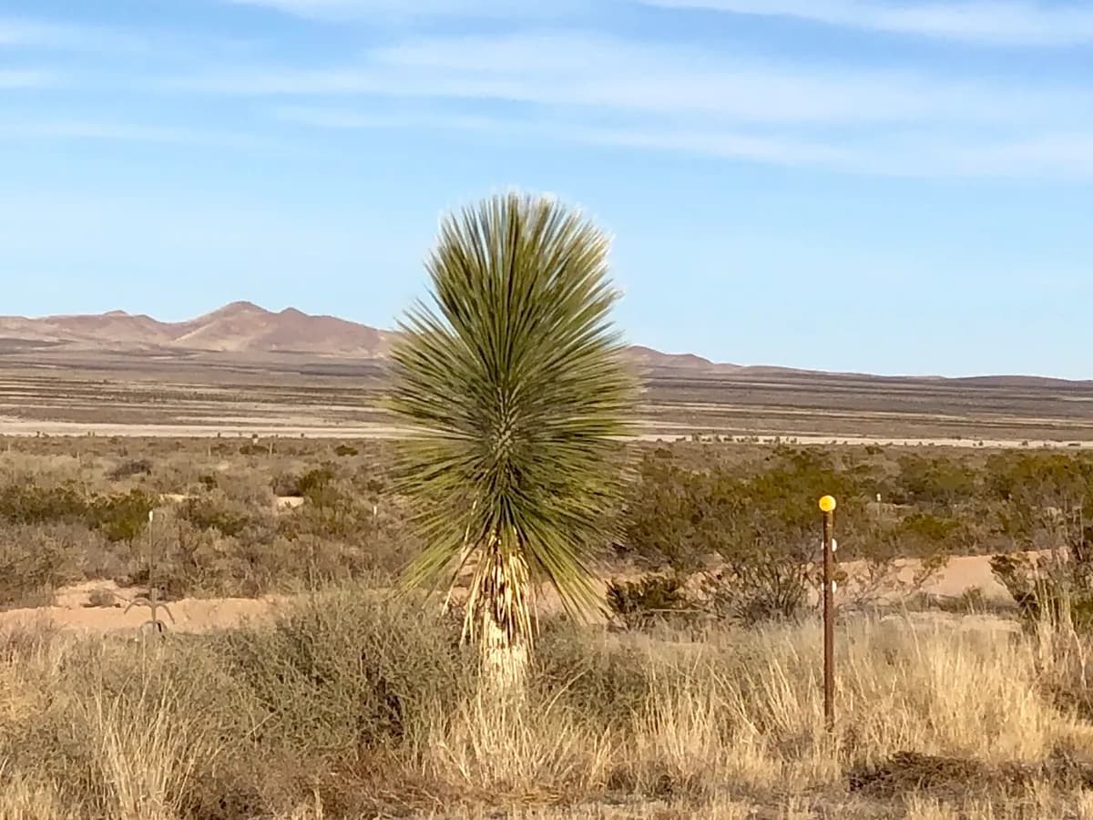 Soaptree Yucca (Yucca elata)