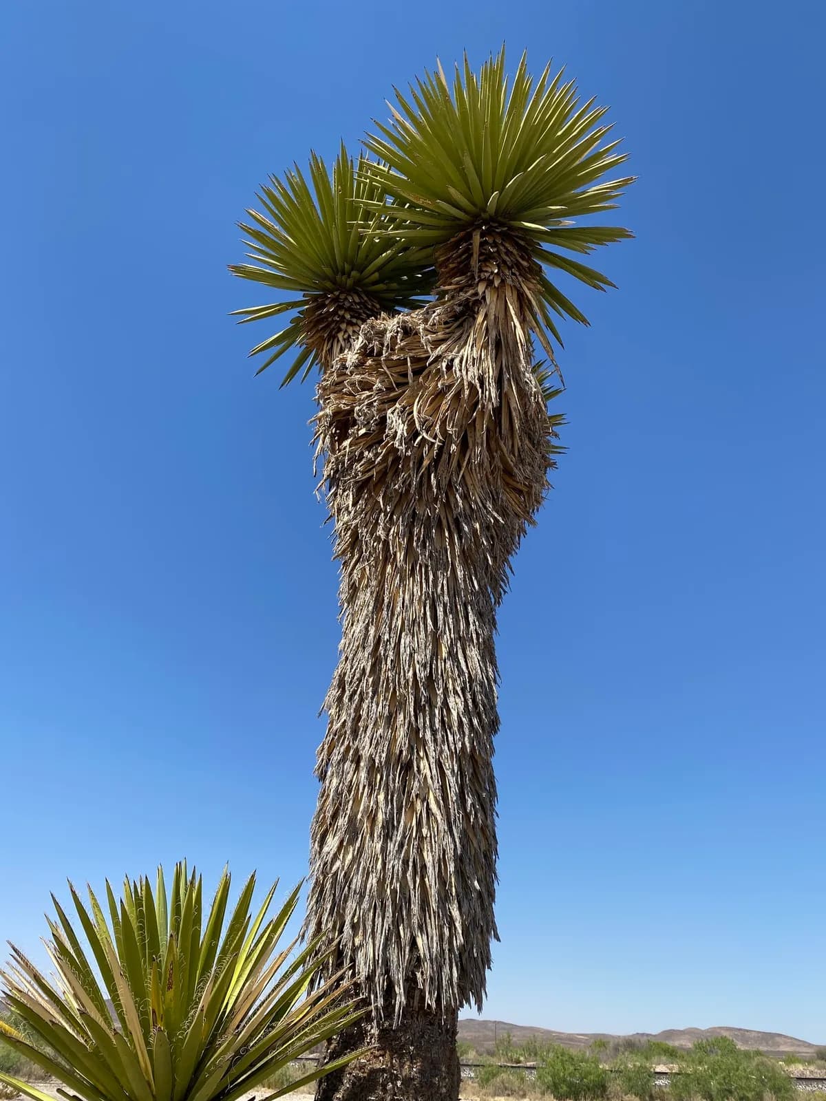 Faxon yucca (Yucca faxoniana)