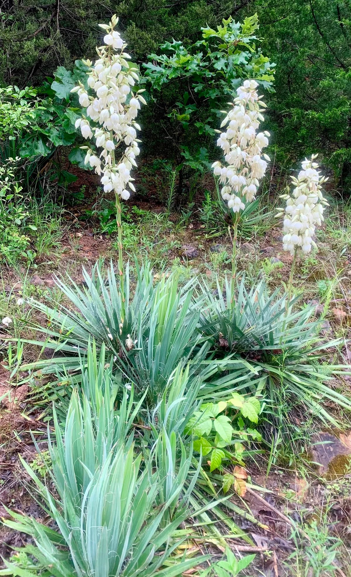 Adam's needle (Yucca filamentosa)