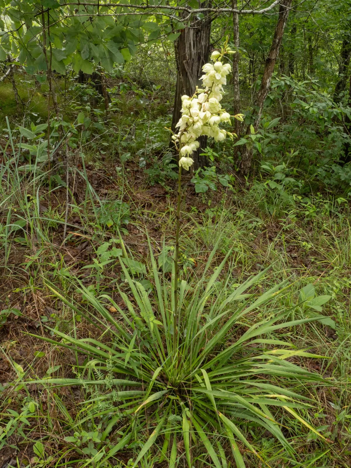 Adam's-needle (Yucca flaccida)