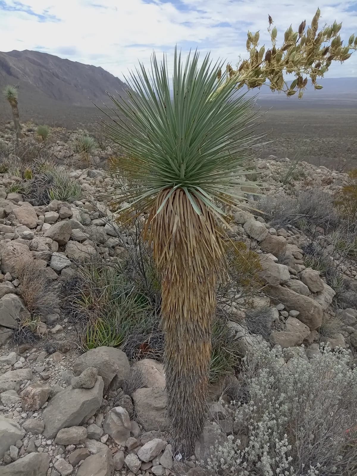 Beaked yucca (Yucca rostrata)