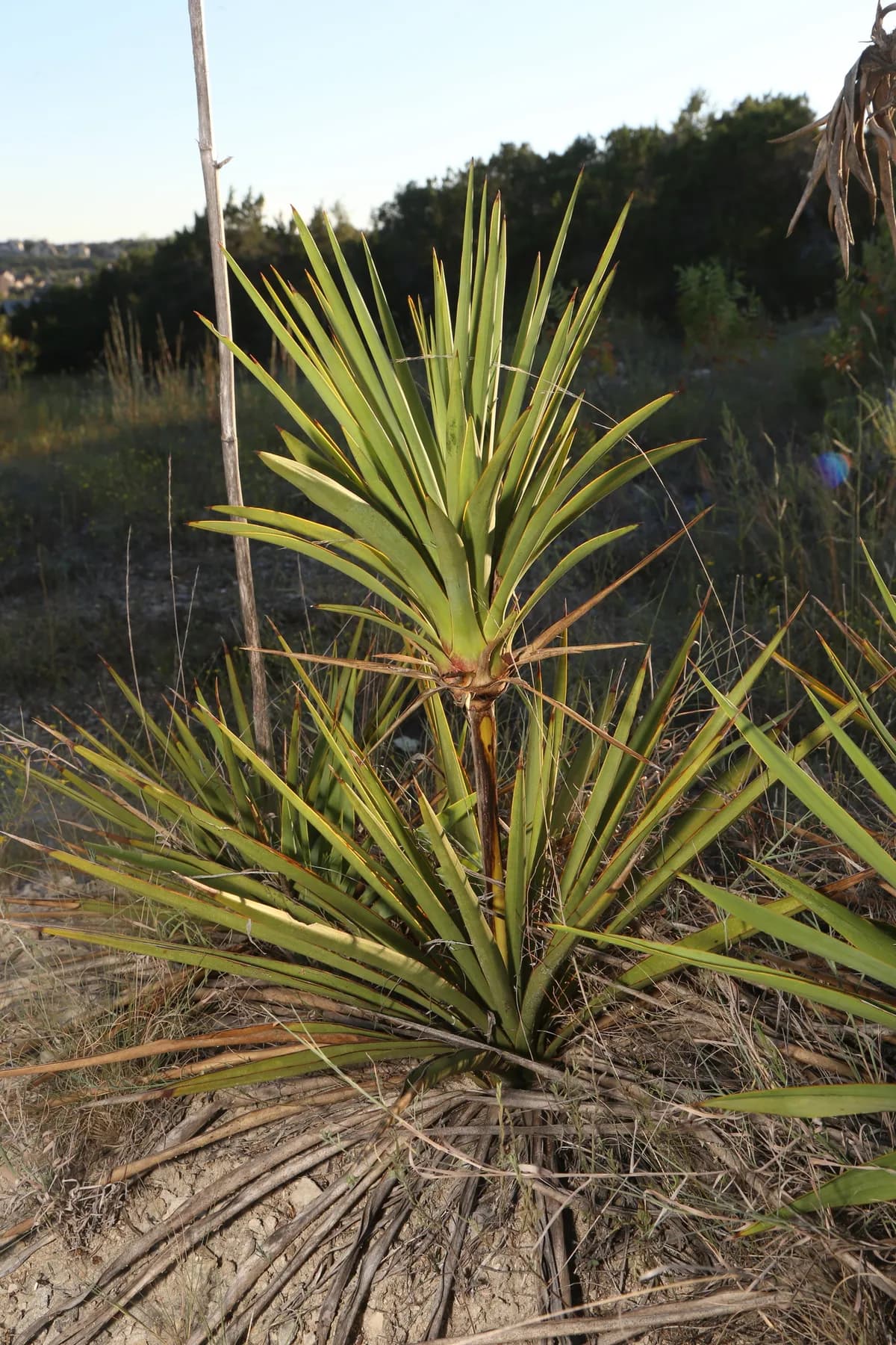 Twistleaf Yucca (Yucca rupicola)