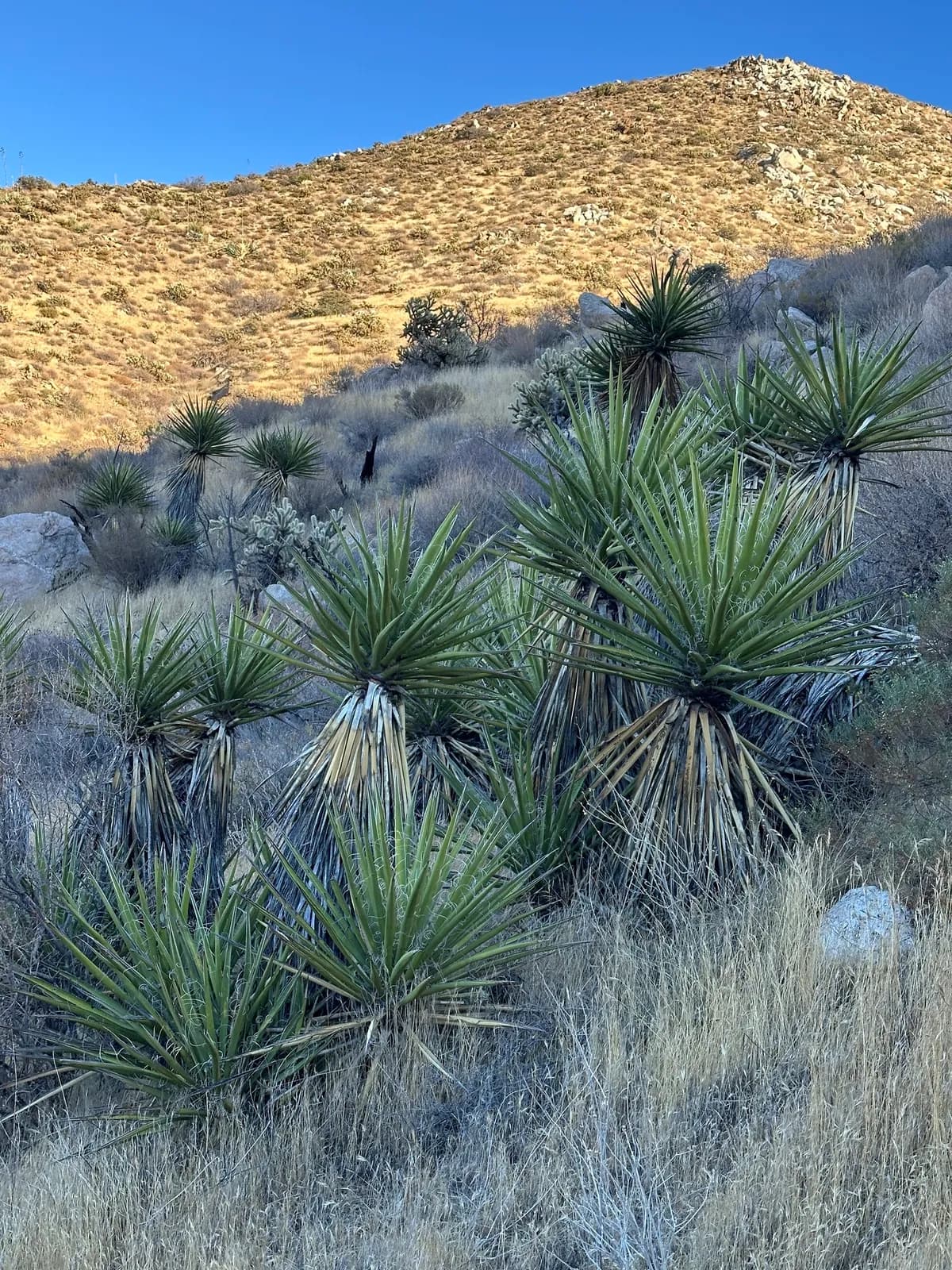 Mohave yucca (Yucca schidigera)