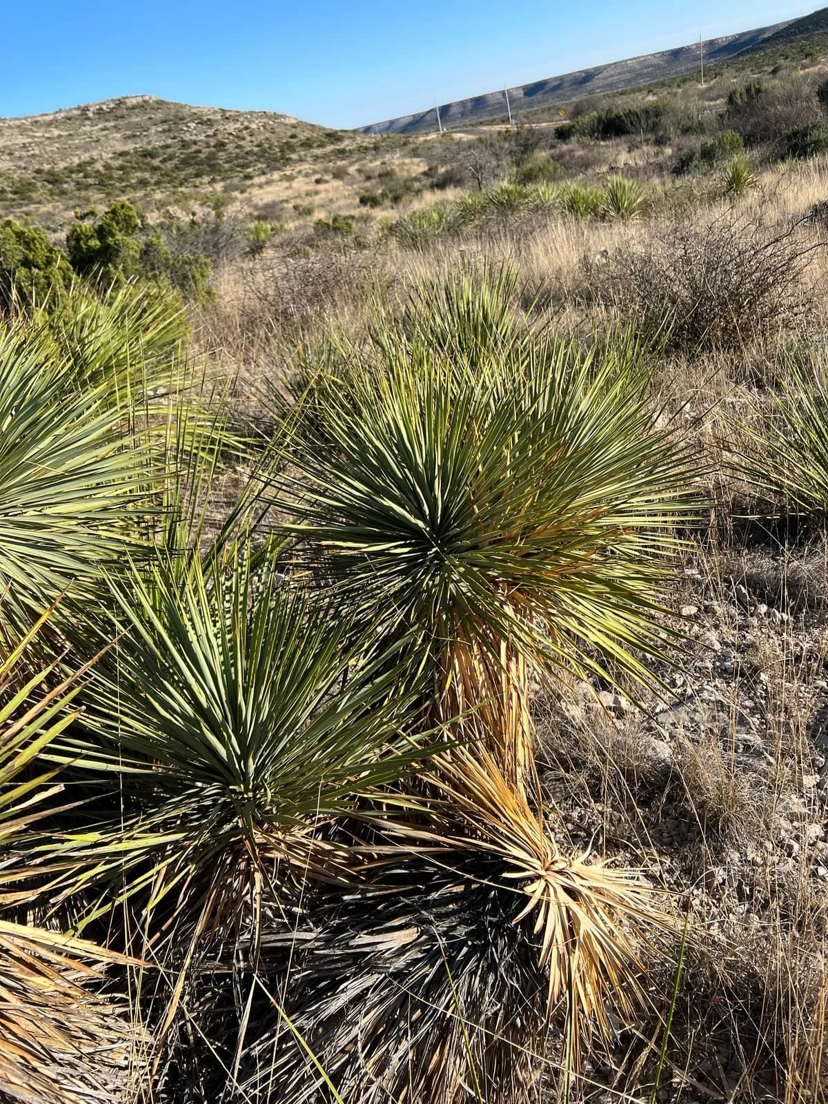Thompson's Yucca (Yucca thompsoniana)
