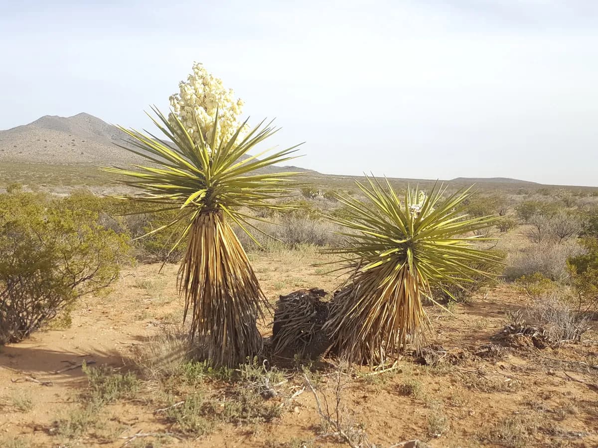 Torrey Yucca (Yucca torreyi)