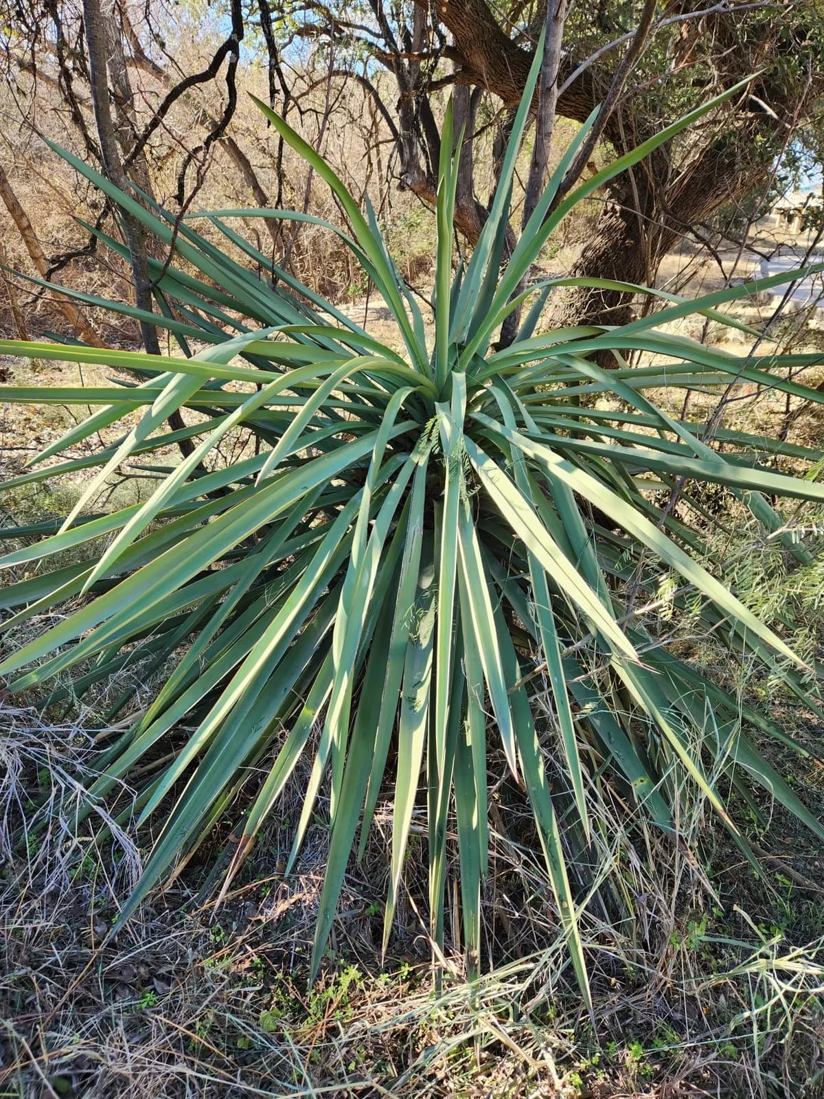 Spanish Dagger (Yucca treculeana)