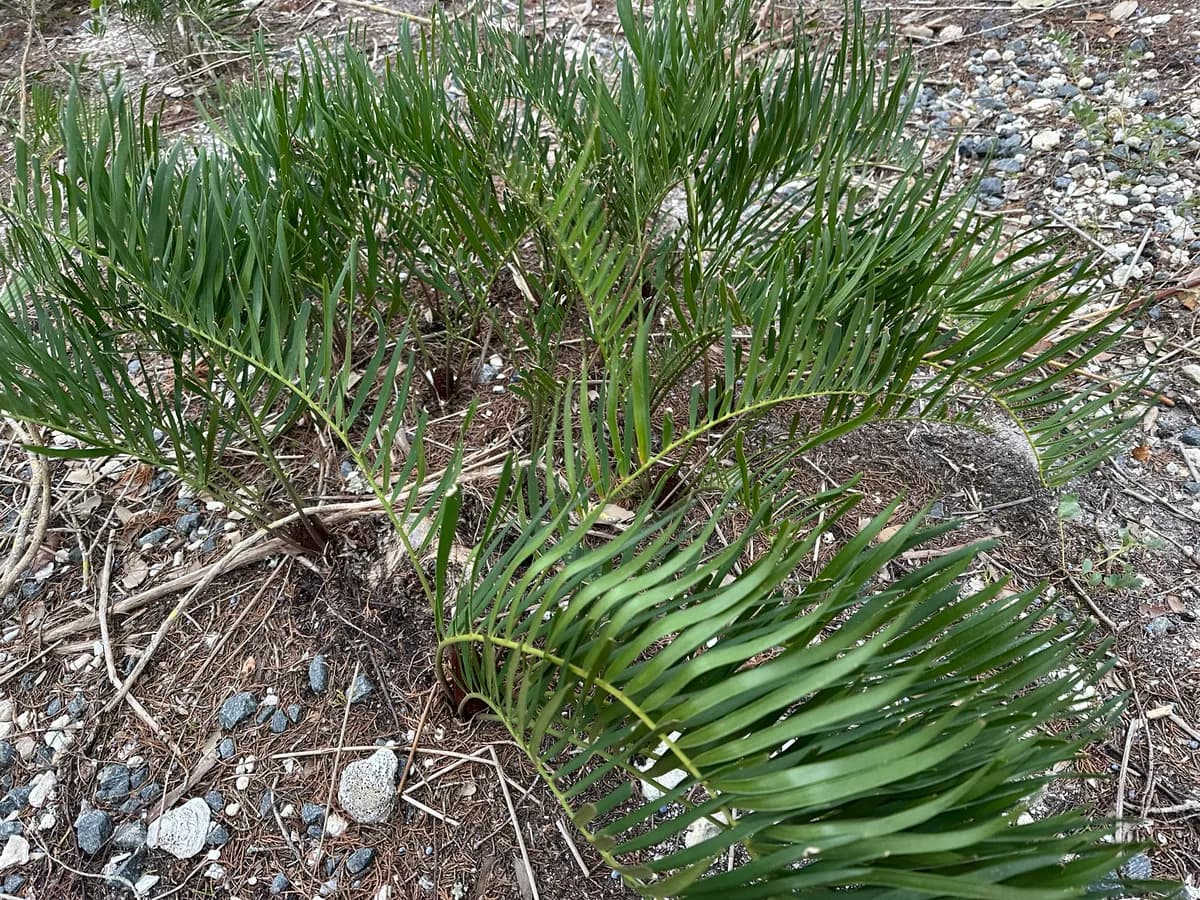 Coontie (Zamia integrifolia)