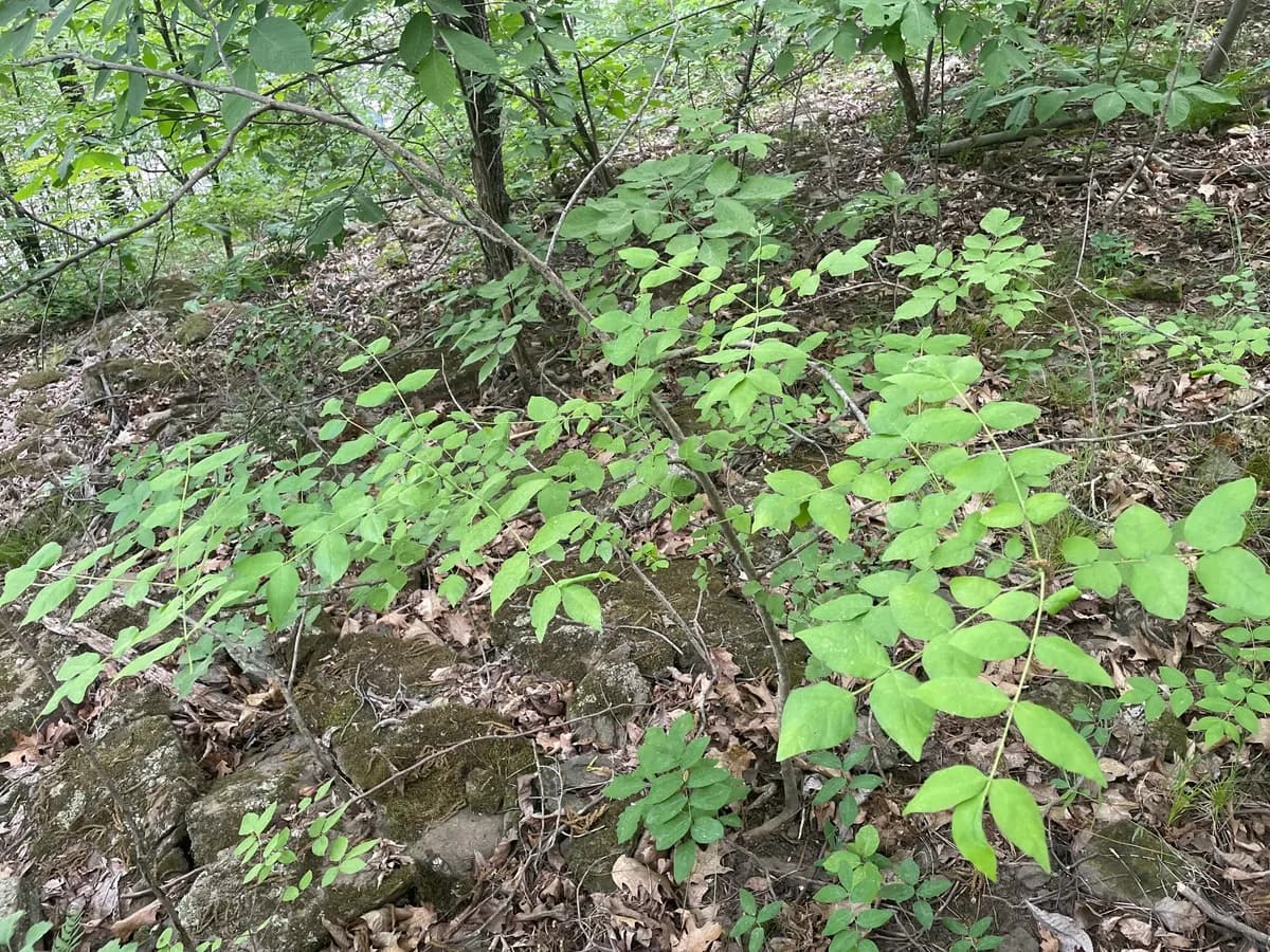 Northern prickly-ash (Zanthoxylum americanum)