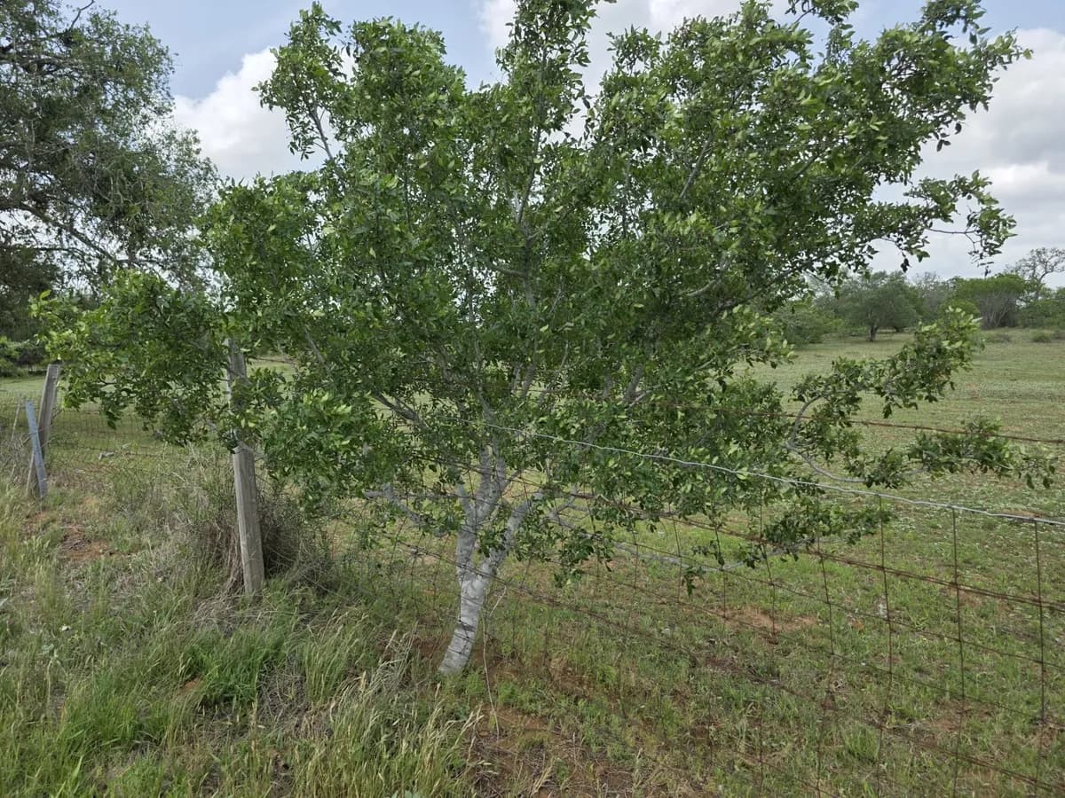Hercules Club (Zanthoxylum clava-herculis)