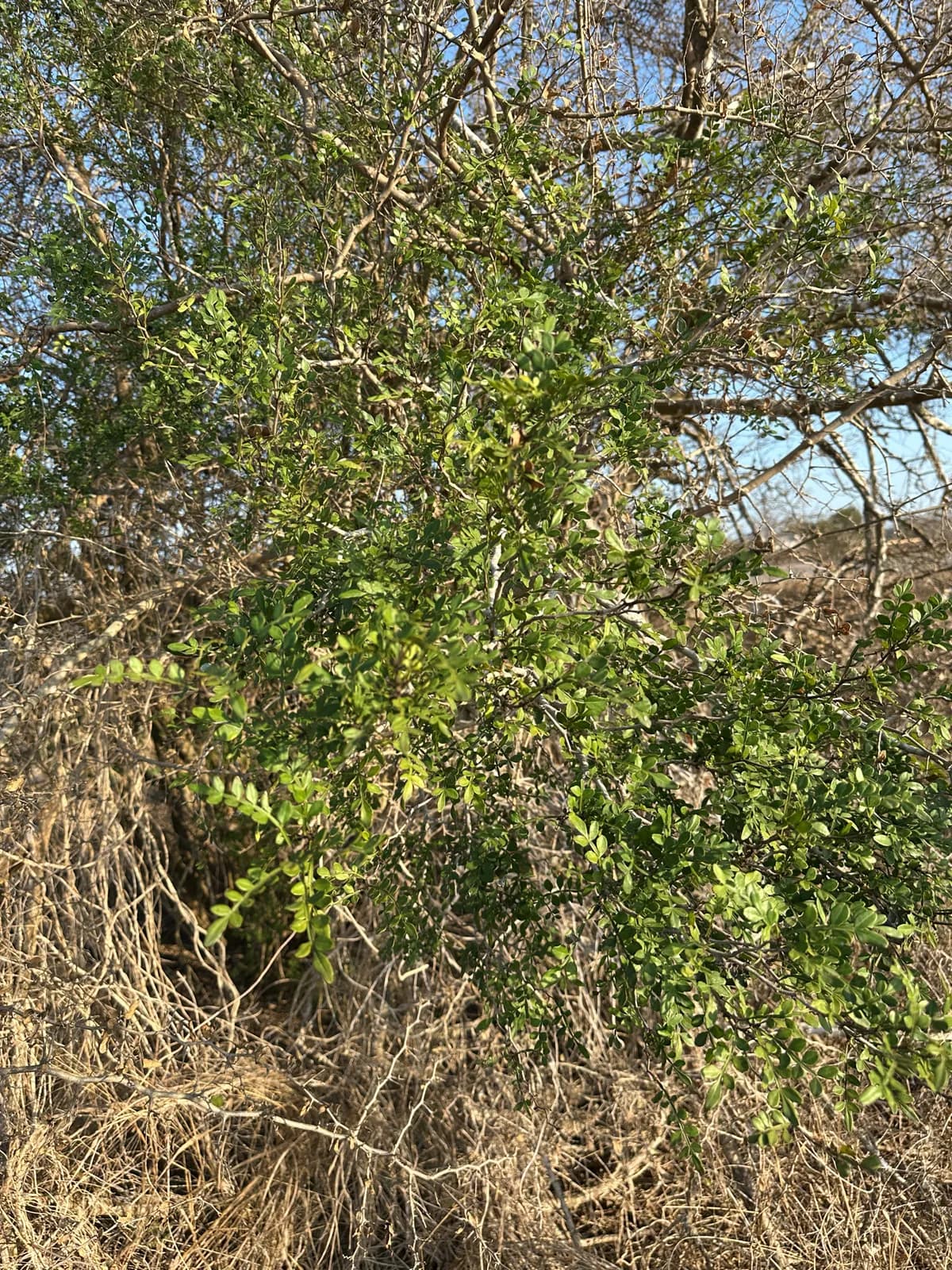 Lime Prickly-Ash (Zanthoxylum fagara)
