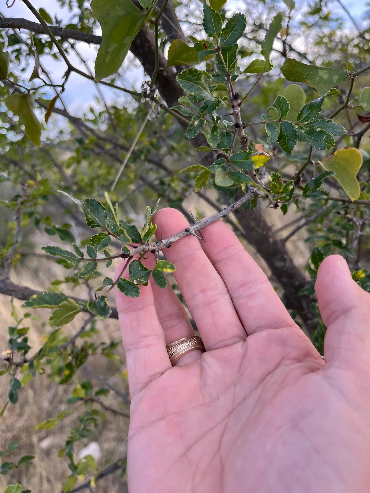 Texas Hercules Club (Zanthoxylum hirsutum)