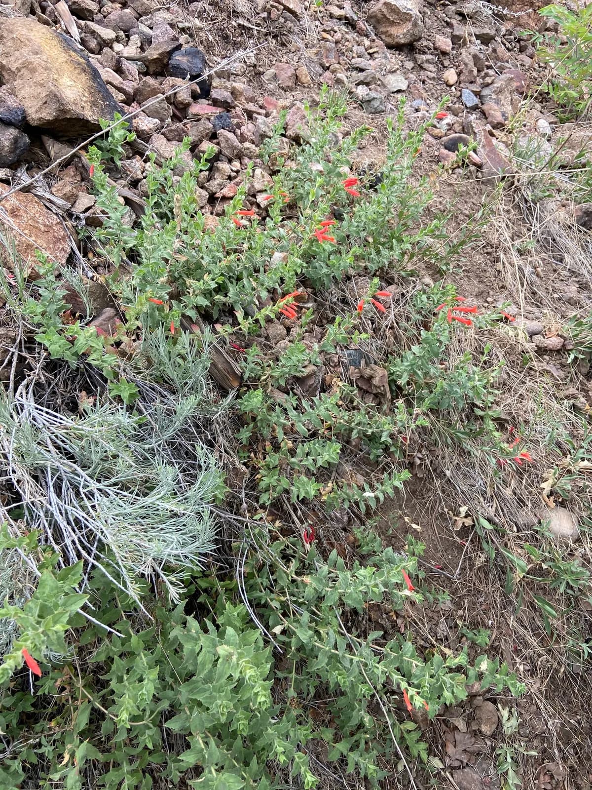 California Fuchsia (Zauschneria californica)
