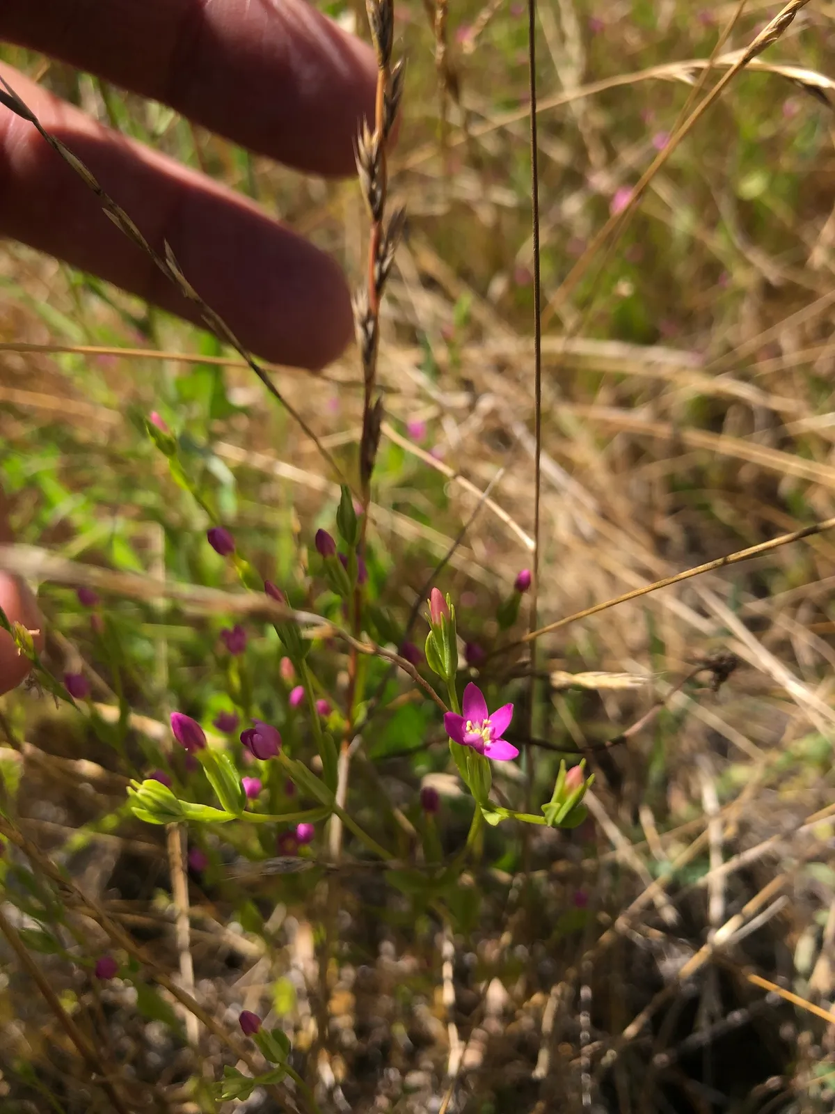 Zeltnera muehlenbergii