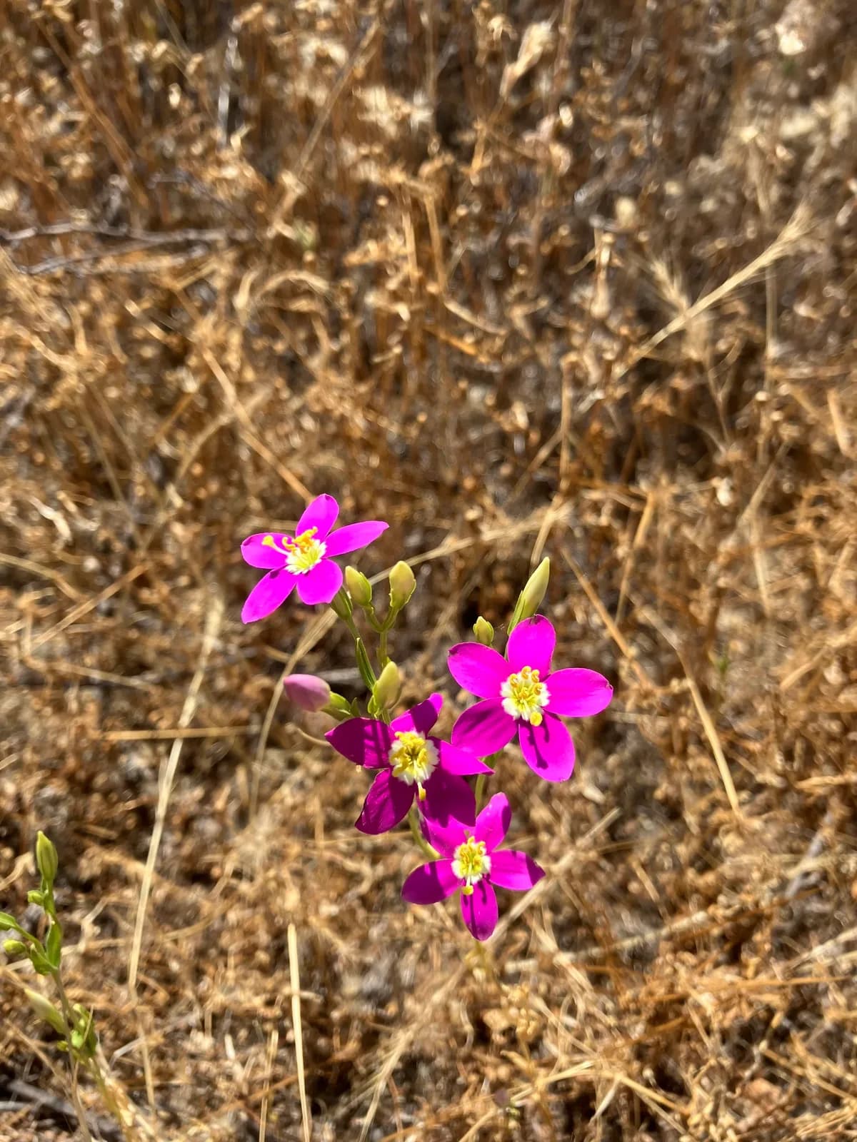 Charming centaury (Zeltnera venusta)