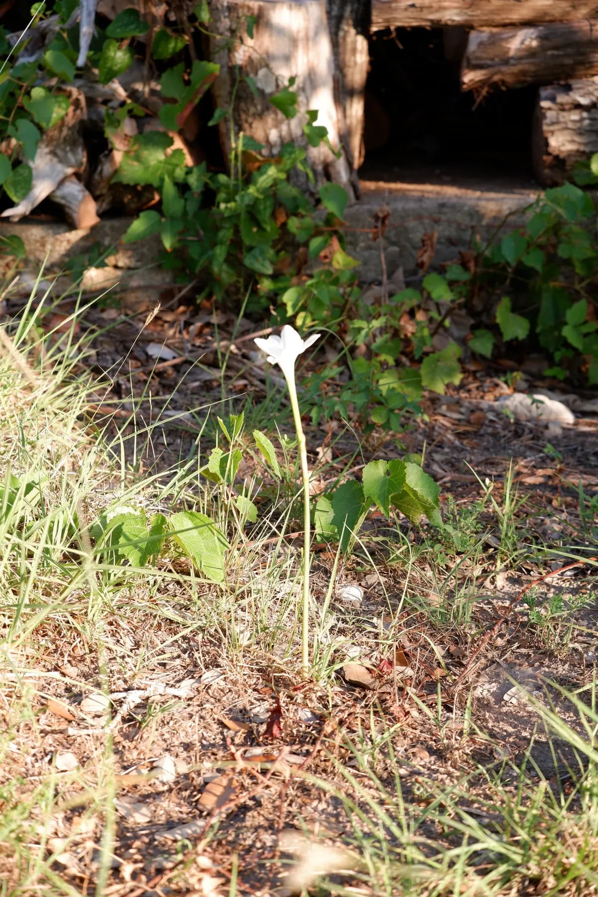 Prairie Lily (Zephyranthes drummondii)