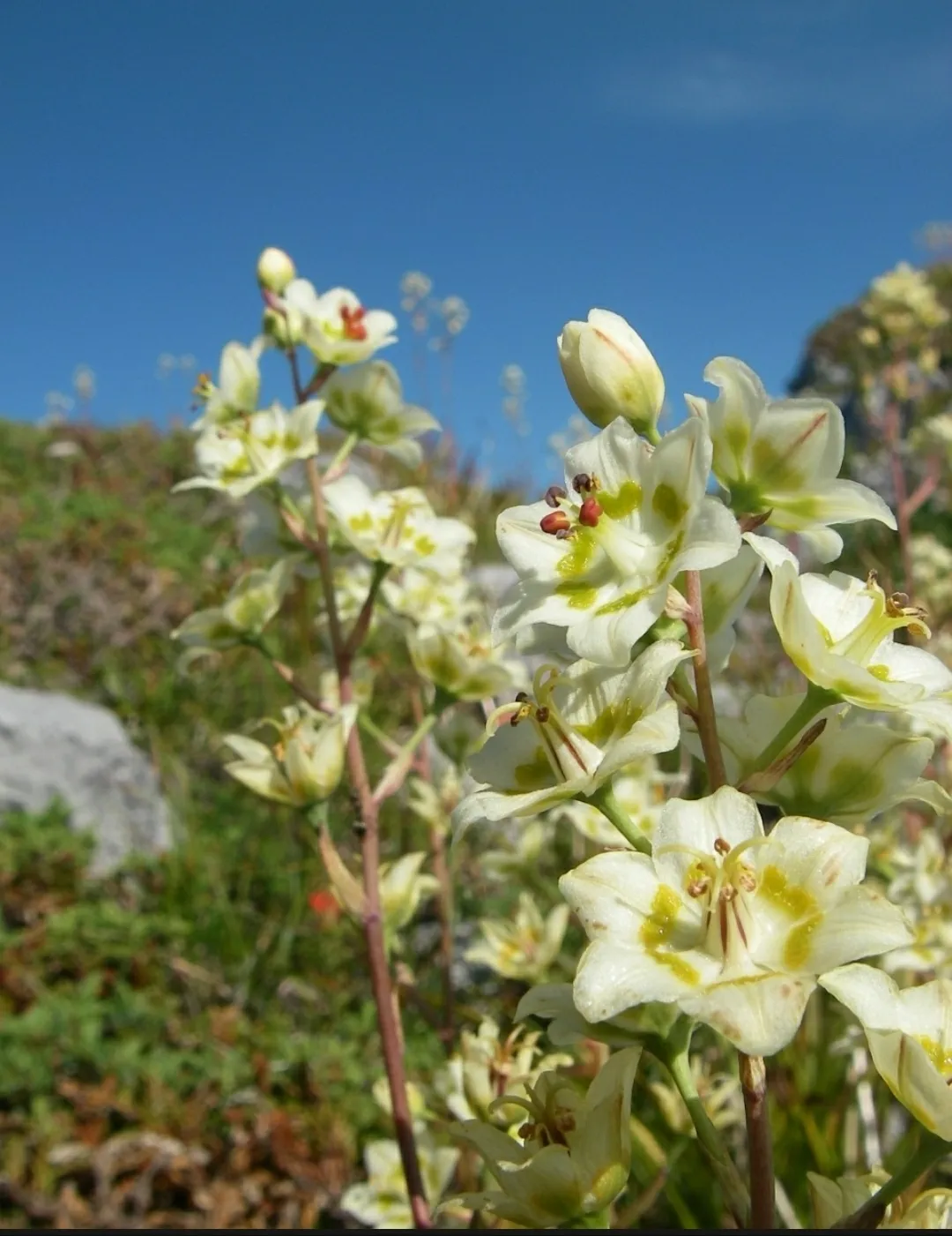 White Camas (Zigadenus elegans)
