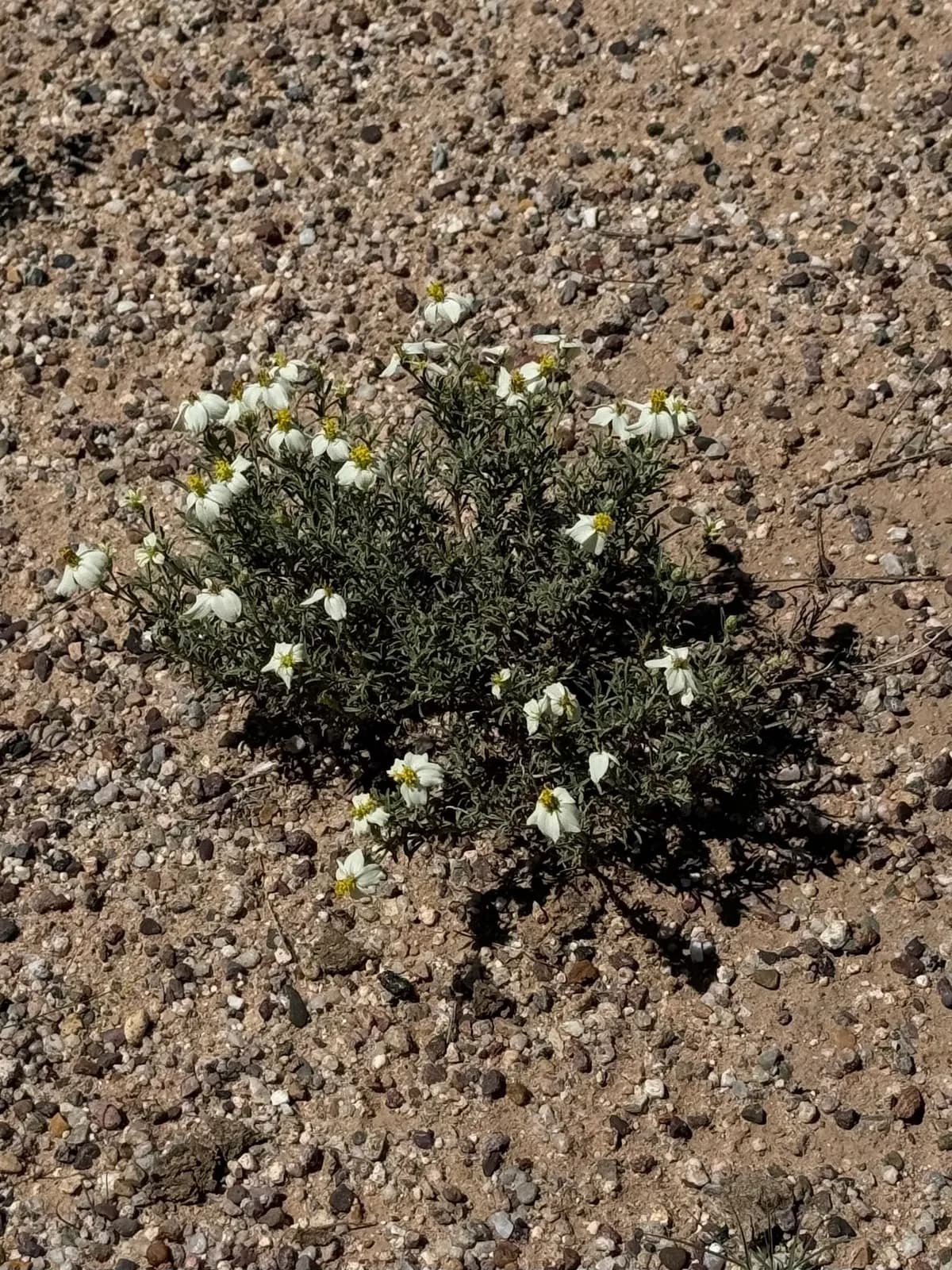 Desert Zinnia (Zinnia acerosa)
