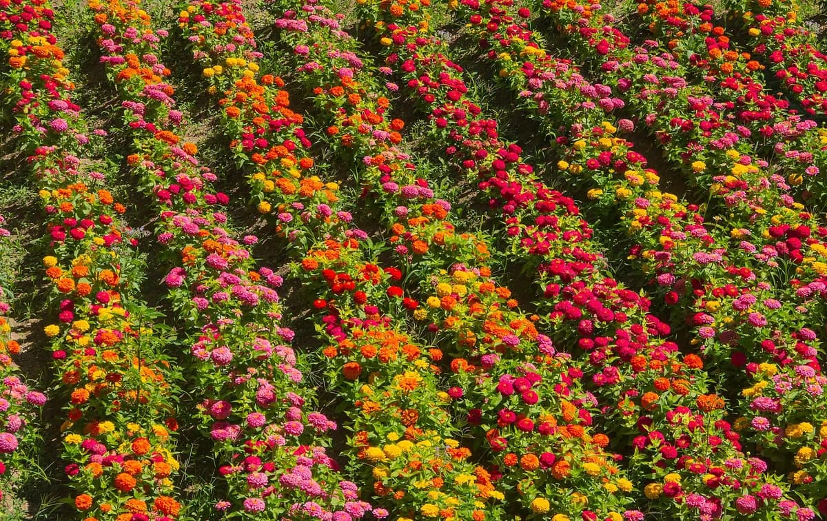 Zinnia (Zinnia elegans)