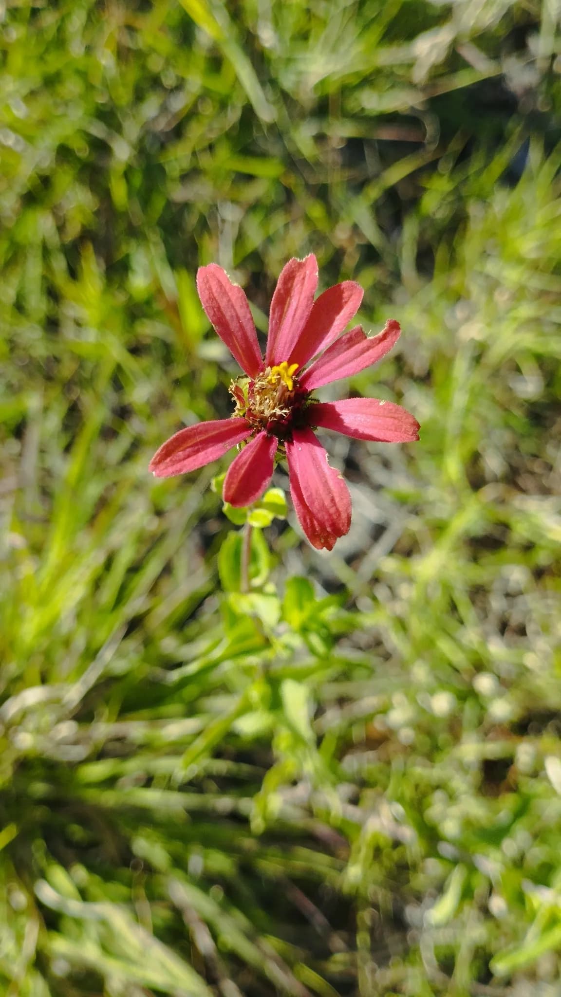 Peruvian zinnia (Zinnia hybrida)