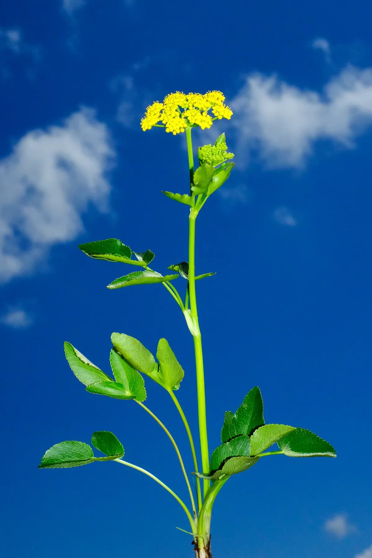 Heart-leaf Golden Alexanders (Zizia aptera)