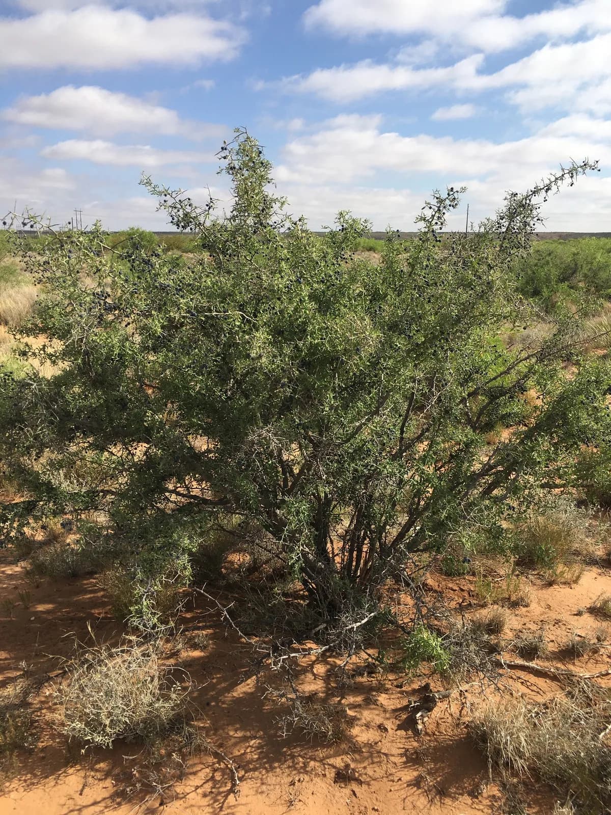 Lotebush (Ziziphus obtusifolia)