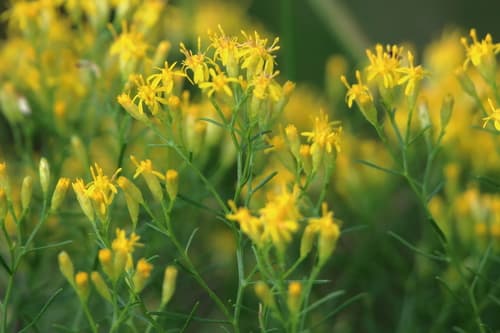 Slender Goldentop (Euthamia caroliniana)